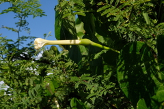 Ipomoea violacea