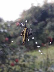 Gasteracantha fornicata