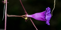 Ipomoea decemcornuta