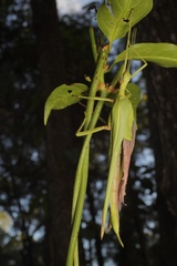 Podacanthus viridiroseus