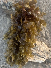 Sargassum fluitans