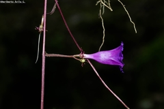 Ipomoea decemcornuta
