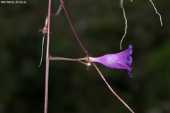 Ipomoea decemcornuta