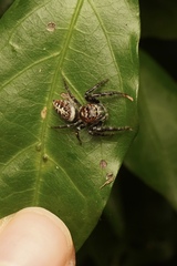 Opisthoncus quadratarius