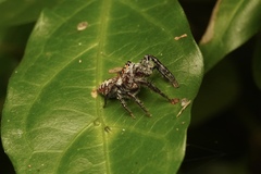 Opisthoncus quadratarius