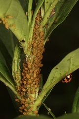 Aphis nerii