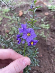 Solanum parishii