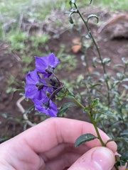 Solanum parishii