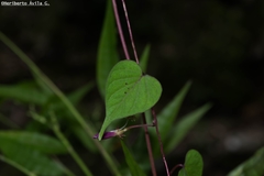 Ipomoea decemcornuta