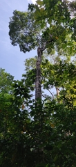 Cinnamomum