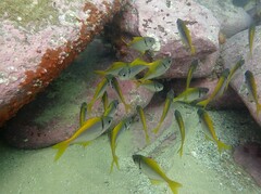 Schuettea scalaripinnis