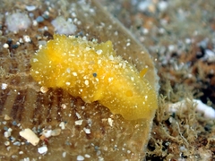 Doriopsis granulosa