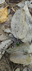 Cinnamomum