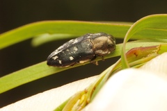 Diphucrania