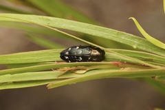 Diphucrania