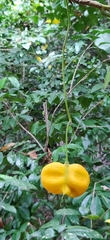 Harpullia cupanioides