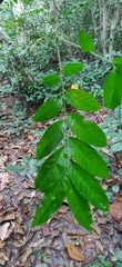 Harpullia cupanioides