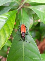 Macrocheraia grandis