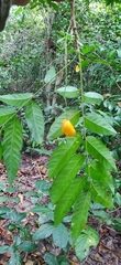 Harpullia cupanioides