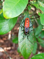 Macrocheraia grandis