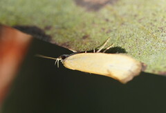 Telocharacta hemicroca