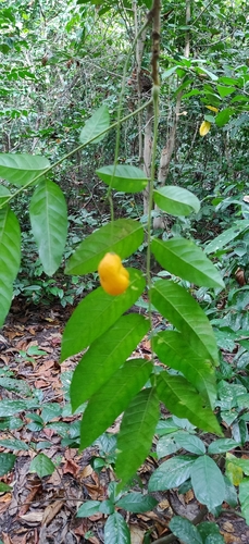 Harpullia cupanioides, photograph 4