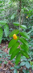 Harpullia cupanioides