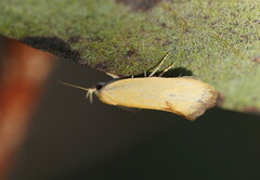 Telocharacta hemicroca