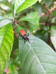 Macrocheraia grandis