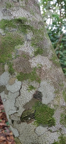 Harpullia cupanioides, photograph 5