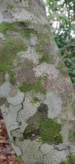 Harpullia cupanioides
