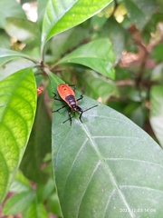 Macrocheraia grandis