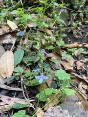 Lobelia trigonocaulis
