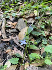 Lobelia trigonocaulis