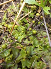 Marchantia