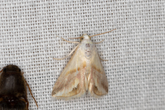 Eublemma cochylioides