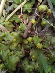 Marchantia