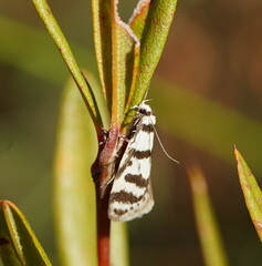 Philobota impletella