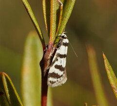 Philobota impletella
