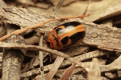 Calomela crassicornis