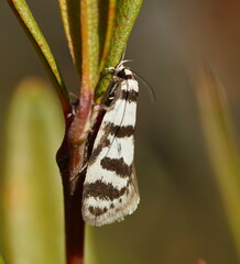 Philobota impletella
