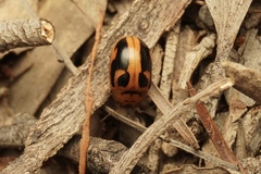 Calomela crassicornis