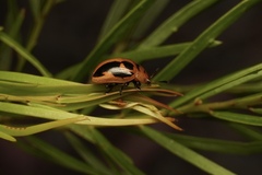 Calomela crassicornis