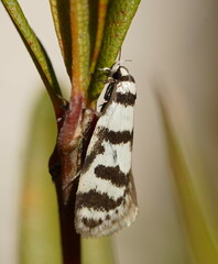 Philobota impletella