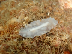 Pericelis hymanae