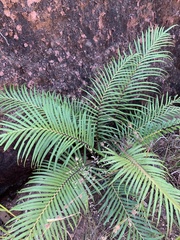 Blechnum orientale