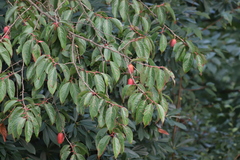 Rehderodendron macrocarpum