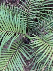 Blechnum orientale