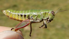 Epipodisma pedemontana