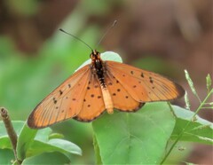 Acraea oncaea